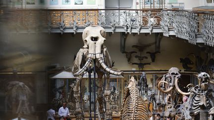 Un squelette de mammouth au Muséum d'histoire naturelle de Paris, le 27 juin 2023. (GEOFFROY VAN DER HASSELT / AFP)