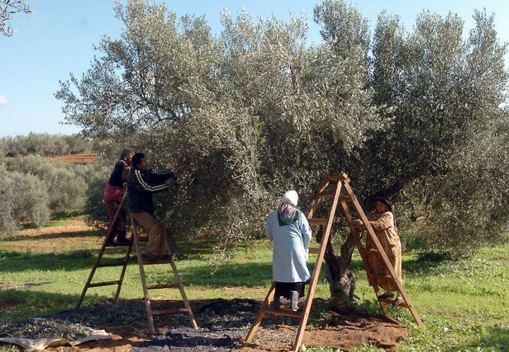 Cueillette des olives en 2007 près de Tunis  (FETHI BELAID / AFP)