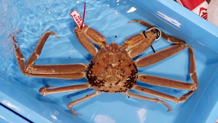 Un crabe des neiges au port de Tottori (Japon), photographié le 17 novembre 2019. (NAOKI MAEDA / YOMIURI / AFP)