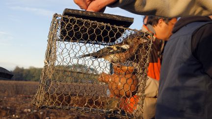 Un pinson pris dans une "matole",&nbsp;technique qui est à nouveau autorisée dans les Landes et le Lot-et-Garonne. (NICOLAS TUCAT / AFP)