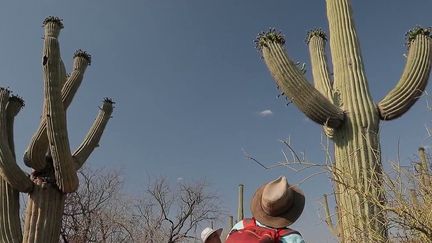 Désert : les cactus en danger