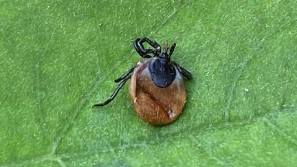 Une tique sur une feuille. Certaines tiques hébergent la bactérie "Borrelia", responsable de la maladie de Lyme, et la transmettent via leur morsure. (VANESSA MEYER / MAXPPP)