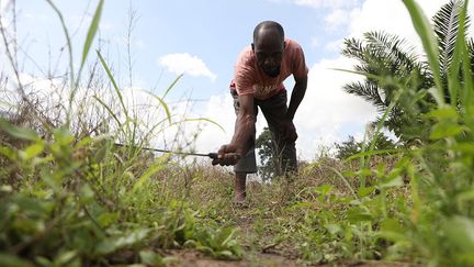 Mais aggravées par le changement climatique et l'explosion démographique dans ce pays de 200 millions d'habitants, les violences sporadiques ont débouché sur une grave crise sécuritaire, entre attaques de bandits lourdement armés et représailles sans fin entre communautés. Alors que conflits et enlèvements se multiplient, de nombreux agriculteurs ont abandonné leurs terres. L’un d’eux raconte à l’AFP&nbsp;: "D'habitude, je cultive sur 100 hectares dans le district de Guma, dans l'Etat de Bénoué, mais cette année, j'ai fui les attaques des éleveurs". Il ajoute "j'ai labouré 40 hectares que je n'ai pas pu planter".&nbsp; &nbsp; &nbsp; (KOLA SULAIMON / AFP)