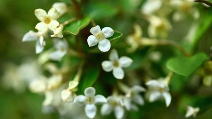 &nbsp; (Elaeagnus multiflora © sahiro Nakano/a.collectionRF / Fotolia)