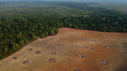 Depuis l'élection de Lula en 2023, le nombre d'arbres arrachés a été réduit de moitié en Amazonie (MICHAEL DANTAS / AFP)