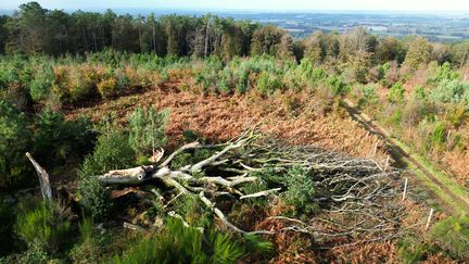 A tree on the ground after the passage of storm Ciaran, November 3, 2023. (DAMIEN MEYER / AFP)