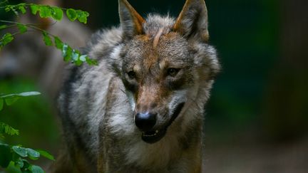 Un loup aperçu dans le nord de l'Allemagne, le 27 juin 2019. (PATRIK STOLLARZ / AFP)