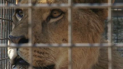 Un lion photographé dans l'Hérault. (FRANCE 3 LANGUEDOC-ROUSSILLON)