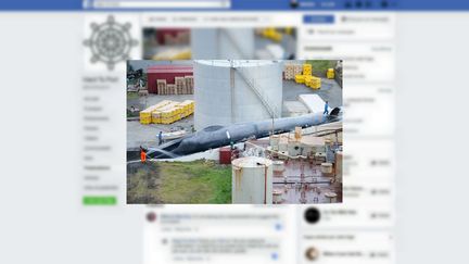 L'entreprise&nbsp;Hvalur hf a pêché un mammifère marin dans la nuit du 7 au 8 juillet dernier, au large de l'Islande, qui pourrait être une baleine bleue. (HARD TO PORT / FACEBOOK)