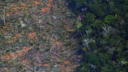 Une vue aérienne de la forêt amazonienne près de Porto Velho, au nord du Brésil, le 23 août 2019. (CARL DE SOUZA / AFP)