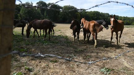 Des chevaux dans un pré, à Courlans (Jura), le 26 août 2020 (photo d'illustration).&nbsp; (MAXPPP)