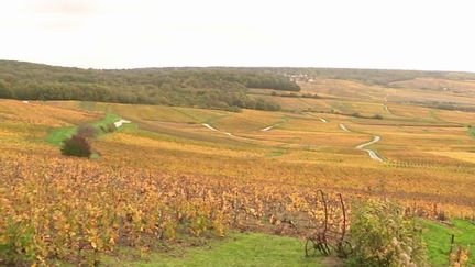 Champagne : les randonneurs peuvent profiter des couleurs automnales des vignes