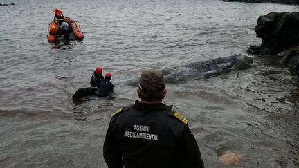 Le cachalot retrouvé mort sur une plage de Cabo de Palos (Espagne), le 27 février 2018. (CARM.ES)