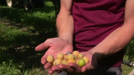 Mirabelles : les producteurs inquiets pour l'avenir