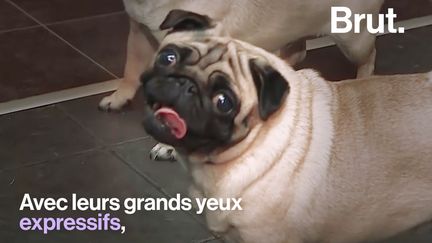 VIDEO. Ces chiens ultra populaires souffrent plus que vous ne le pensez (BRUT)