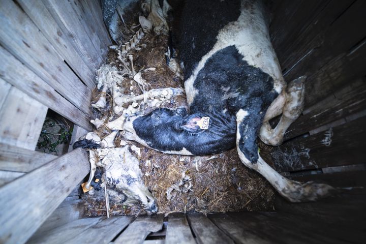 Le cadavre d'un veau dans un&nbsp;élevage&nbsp;d'engraissement de veaux du Finistère, entre juillet et octobre 2019. (L214)