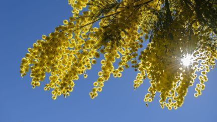 Le mimosa, la fierté du massif du Tanneron