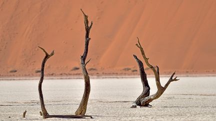 Cet océan blanc est entouré par les dunes de Sossusvlei, les plus hautes du monde. Ces immenses monticules rouges dus à la présence de trioxyde de fer forment un barrage naturel. Sossusvlei, peut être traduit par le "marais sans issue". (MATTHIAS TOEDT / DPA-ZENTRALBILD / DPA PICTURE-ALLIANCE)