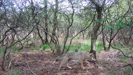 Un loup filmé dans une forêt à Berein (Finistère), le 5 mai 2022. (EMMANUEL HOLDER / AFP)