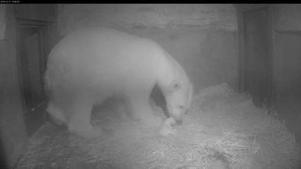 Le 3 d&eacute;cembre 2014, naissance du b&eacute;b&eacute; ourson dans le zoo de&nbsp;Rostock en Allemagne (ZOO ROSTOCK / AFP)