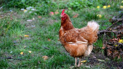 Il n'y avait pas eu de cas de grippe aviaire en France depuis 2006. (CITIZENSIDE / GERARD BOTTINO / AFP)