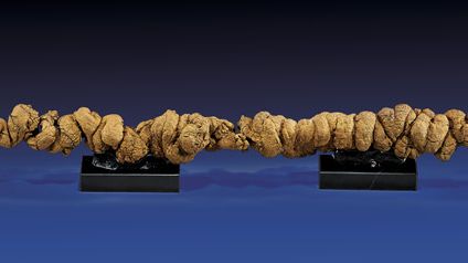 La galerie I.M. Chait vend aux ench&egrave;res un "coprolite" rare, samedi 26 juillet 2014, &agrave; Beverly Hills (Californie).&nbsp; (I.M. CHAIT )