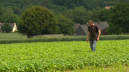 Bretagne : faire face à la pénurie de blé noir