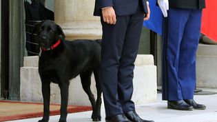 Video Nemo Le Nouveau Chien De Macron S Invite A Une Entrevue Avec Le Vice Chancelier Allemand