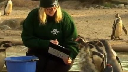 Zoo de Londres : inspection annuelle pour les animaux