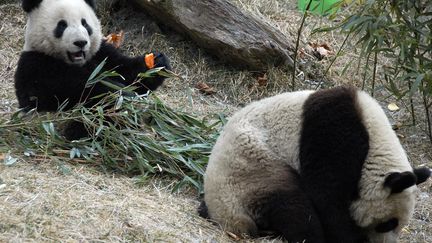 Deux pandas géants&nbsp;dans la province du Sichuan, dans le sud-ouest de la Chine. (AFP / AFP)