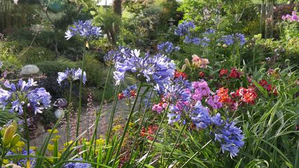 Agapanthes en version bleue au jardin Kériel, en Bretagne.&nbsp; (ISABELLE MORAND / RADIO FRANCE / FRANCE INFO)