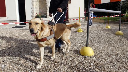 Un éducateur avec un chien-guide d'aveugle, le 7 septembre 2011 à Paris. (FRANCOIS GUILLOT / AFP)