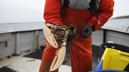 Un pêcheur de homards, à Paimpol (Côtes-d'Armor), le 20 décembre 2016.&nbsp; (DAMIEN MEYER / AFP)