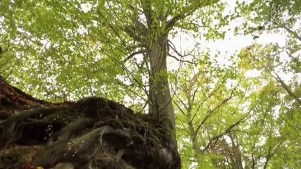 Moselle : un hêtre dans la course du plus bel arbre de France