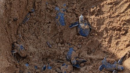 Var : un nid de tortues marines sur la plage des Sablettes