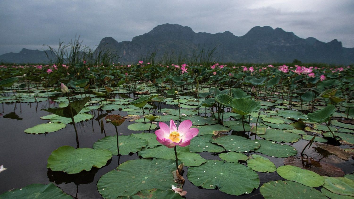 Шампунь thai lotus