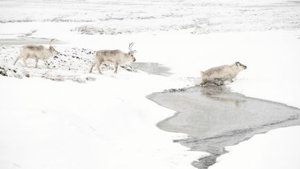 Des rennes au Svalbard (Norvège), le 3 octobre 2019. (MAGNUS MARTINSSON / TT NEWS AGENCY / AFP)