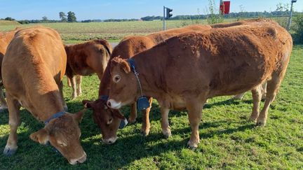 Dans une ferme de Seine-et-Marne, les vaches sont équipées de colliers qui permettent notamment la géocalisation, février 2022. (BORIS HALLIER / RADIO FRANCE)