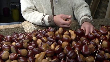 Agriculture : en Dordogne, des châtaignes en abondance pour la récolte (France 3)