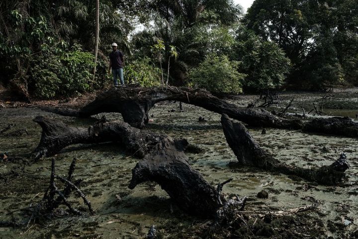 Les arbres morts tombés dans le fleuve constituent autant de piège pour distiller lentement la pollution par le pétrole. (YASUYOSHI CHIBA / AFP)