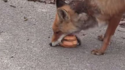 Ce renard de Tchernobyl sait faire des sandwichs. (BBC / YOUTUBE)