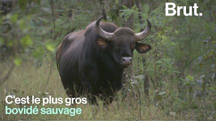 C'est même le plus gros bovidé sauvage.