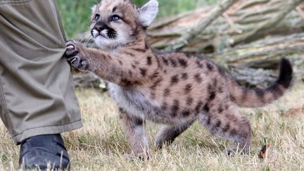 Un puma &acirc;g&eacute; de 7 semaines essaie d'attraper son soigneur au zoo de Friedrichsfelde (Allemagne), le 30 mai 2012. (STEPHANIE PILICK / EPA / MAXPPP)