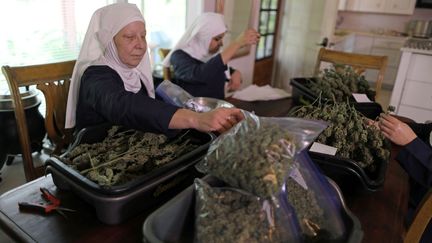 La cuisine où s'effectue le tri des plantes est le centre névralgique de leur entreprise. (Lucy Nicholson / REUTERS)