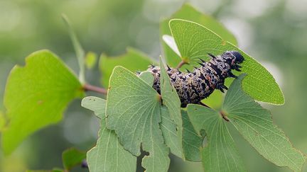 Dans les villes zimbabwéennes, où les goûts se sont occidentalisés, leur simple évocation inspire pourtant le dégoût. Mais à la campagne, on mange toutes sortes d'insectes, de vers, sauterelles et autres fourmis blanches. Cela ne coûte rien, comme autant de bonbons gratuits.&nbsp; &nbsp; (JEKESAI NJIKIZANA / AFP)