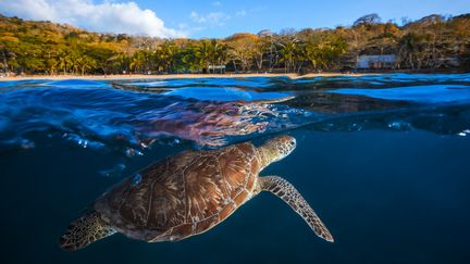 Mayotte, dans l'océan indien est un lieu de ponte pour les tortues de mer.&nbsp; (GETTY IMAGES)