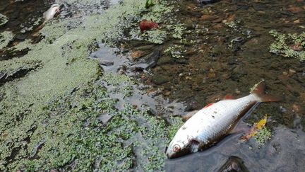 Des centaines de poissons ont été tuées en Ille-et-Vilaine à cause des rejets d'une usine du groupe Lactalis, en août 2017. (BENJAMIN BILLOT / RADIO FRANCE)