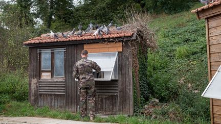 L'armée française continue d'utiliser des... pigeons voyageurs !