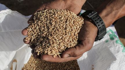 Un agriculteur palestinien montre sa récole de blé le 7 juin 2020 près de Rafah, dans le sud de la bande de Gaza. (SAID KHATIB / AFP)