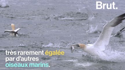 VIDEO. Le fou de Bassan, un oiseau virtuose de la pêche (BRUT)